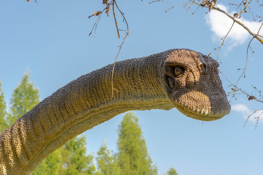 Poland Baltow May 30, 2023 at 16:12. Saltasaurus (Saltasaurus loricatus) in all its glory.  Herbivorous sauropod (quite small for a sauropod) with bone armor on its back in the dinosaur park in Baltow