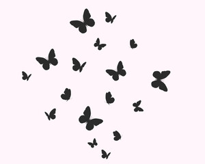 Plakat butterflies on white background