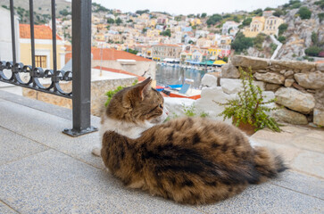 Profile of a Cute Cat Sitting on a Balcony and Looking at the Harbor of Symi, Greece