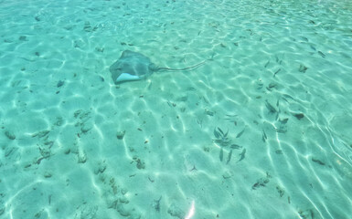 Common stingray in Maldivian sea