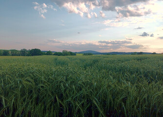 Idyllischer Sonnenuntergang im Juni bei Dill im Hunsr&uuml;ck, n&auml;he Kirchberg, Rheinland-Pfalz, im Sonnenuntergang. 