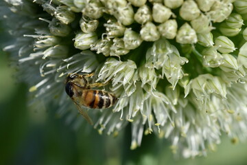 Biene auf einer Lauchblüte