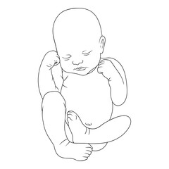 Line art. Newborn illustration. Hand drawn vector lying kid isolated on white background