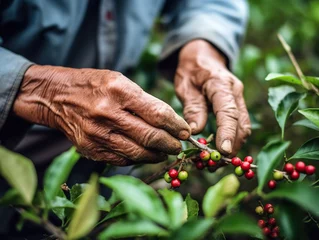 Fotobehang arabica coffee berries with agriculturist handsRobusta and arabica coffee berries with agriculturist hands, Gia Lai, Vietnam © somchai20162516