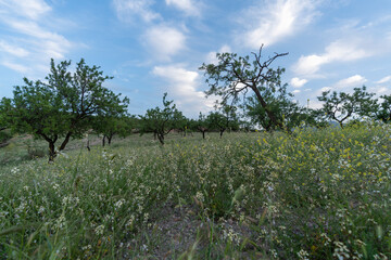field of almond trees in the south of Granada