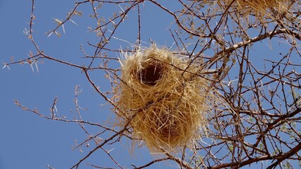 Webervogel Nest