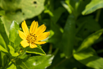 Sphagneticola, a vibrant flower with lush leaves, radiates beauty in the morning sunlight