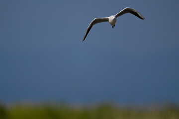Slender-billed gull // Dünnschnabelmöwe (Chroicocephalus genei) - Greece