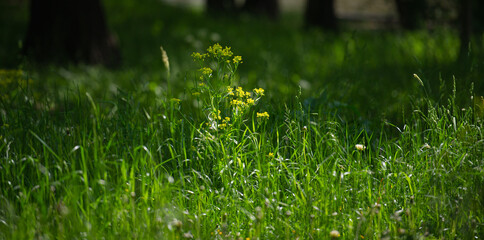  flower and grass