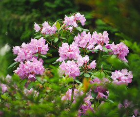 rhododendron