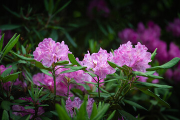 rhododendron