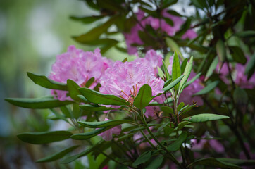 rhododendron