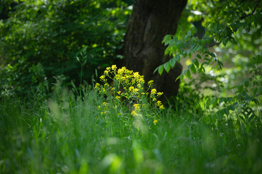  flower and grass