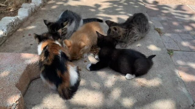 Several homeless kittens eat on the street