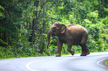 Naklejka na ściany i meble A female Asian elephant is walking on the road.