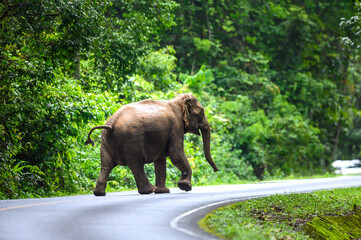 Obraz na płótnie Canvas A female Asian elephant is walking on the road.