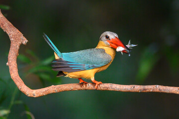 Stork-billed kingfisher ,bird with large beak likes to eat fish
