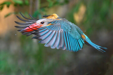 Stork-billed kingfisher ,bird with large beak likes to eat fish