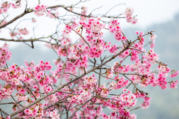 Blossoming sakura trees in full splendor