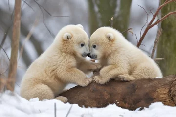 Gordijnen adorable polar bear cubs wrestling and tumbling on the crisp snow, created with generative ai © Alfazet Chronicles