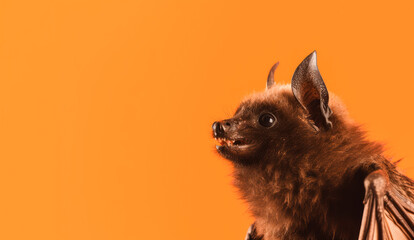 Banner with a bat on orange background, halloween concept. Generative AI