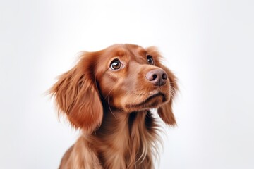 golden retriever puppy