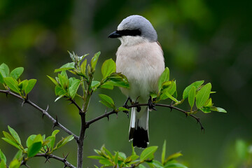 Red-backed Shrike - male // Neuntöter - Männchen (Lanius collurio)