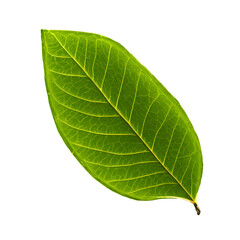 Obraz premium green leaf transparent background, png format