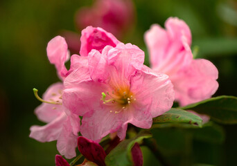Ethereal Vision: Softened Background Highlights the Beauty of Azalea's Red Petals