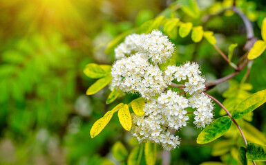ashberry blossom branch in the garden in spring
