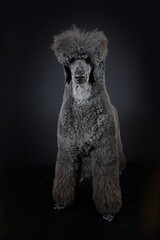 black royal poodle isolated on black background 