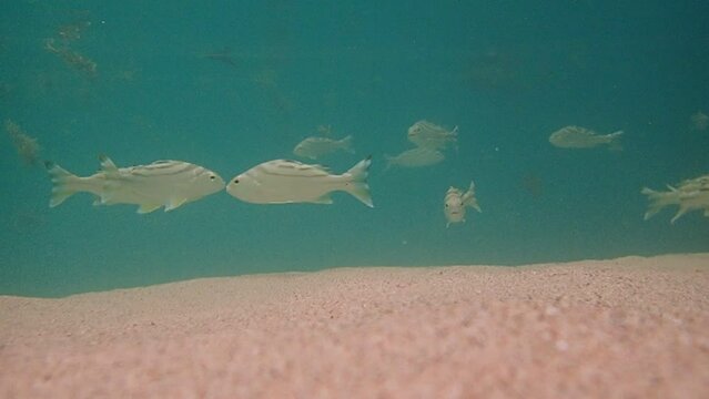 Philippines Parawan island Sabang Beach under water
