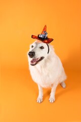 swiss shepherd dog with halloween hat on studio 