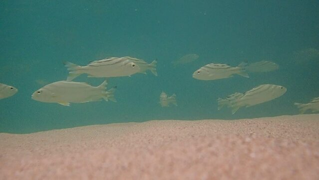 Philippines Parawan island Sabang Beach under water
