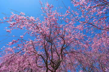 枝垂桜と青空