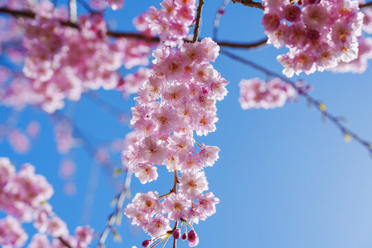 枝垂桜と青空