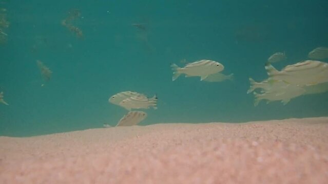 Philippines Parawan island Sabang Beach under water