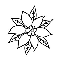 Hand drawn outline illustration of poinsettia. Christmas decorative floral element in doodle style