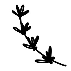 Hand drawn outline illustration of conifer branch. Christmas decorative floral element in doodle style