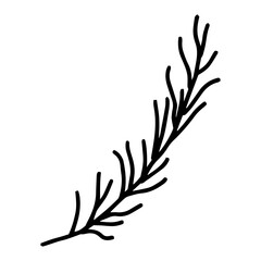 Hand drawn line art of spruce branch. Christmas decorative floral element in doodle style