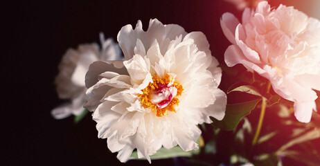 Bouquet of white peonies on black background. Flowers in glass vase. Concept: holiday invitations, postcards, decorative packaging. Toned. Selective focus