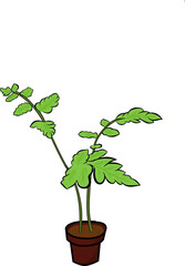 Vector Plants In Pots With White Background