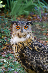 great horned owl