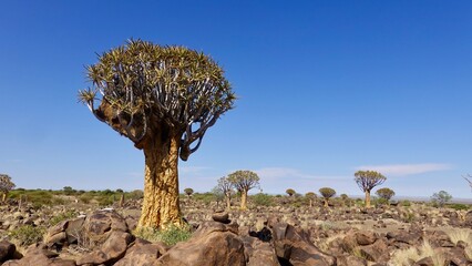 Köcherbaum, Quiver tree in Namibia