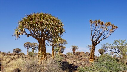 Köcherbaum, Quiver tree in Namibia
