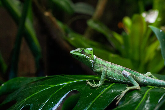 Close up of a green cone-headed lizard sitting on a leaf