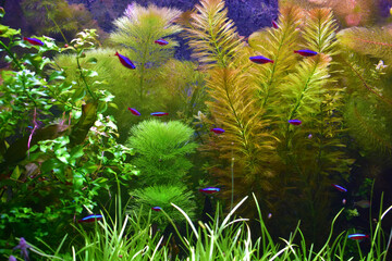 Dark marine background of green and yellow algae and beautiful shiny little aquarium fishes, blue, blue and red color. Aquarium, aquatic life.
