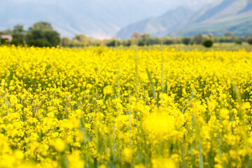 Raps field against the backdrop of high mountains. Blooming summer herbs. Spring landscape. Summer outside the city. Kyrgyzstan.