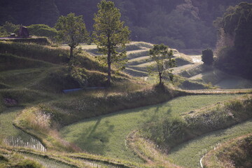 朝日に照らされた初夏の棚田