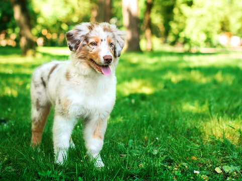 A dog of the Australian Shepherd breed stands on the background of a green park. The four-month-old puppy is tricolor and has long fur. The photo is blurred